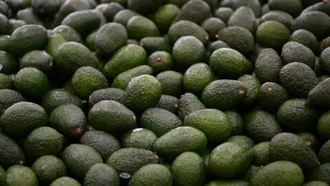 EE. UU. suspende importaciones de aguacate; Sheinbaum anuncia refuerzo de seguridad en Michoacán