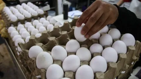 El precio del kilo de huevo sube en México y estas son las posibles razones; aumentó 7.92% en agosto