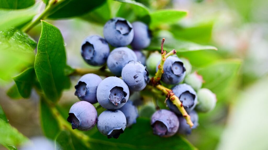 Brote de E. coli en EE. UU.: retiran blueberries y frutos rojos congelados en 8 estados