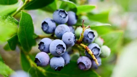 Brote de E. coli en EE. UU.: retiran blueberries y frutos rojos congelados en 8 estados