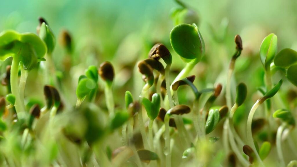 Los CDC llaman a retirar brotes de alfalfa en supermercados de EE. UU.