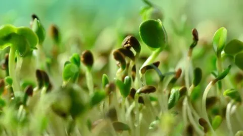 Brotes de alfalfa enferman a 55 personas en 15 estados de EE. UU.; alertan por E. coli y Salmonela