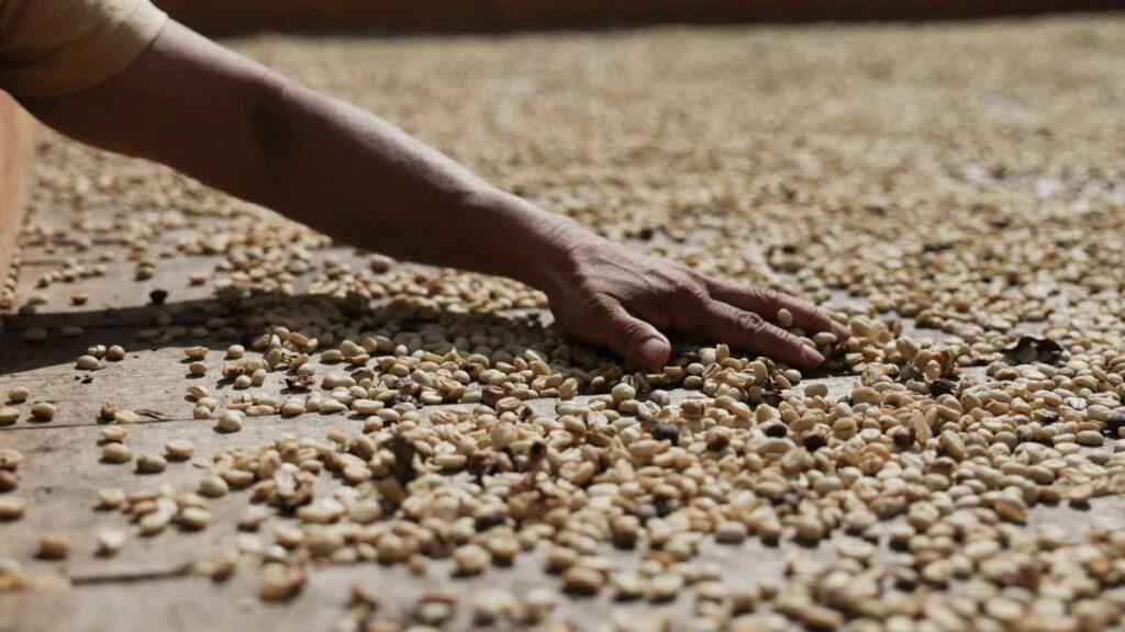 Colombia descarta daños a producción y exportaciones de café tras terremoto, pero alerta por El Niño