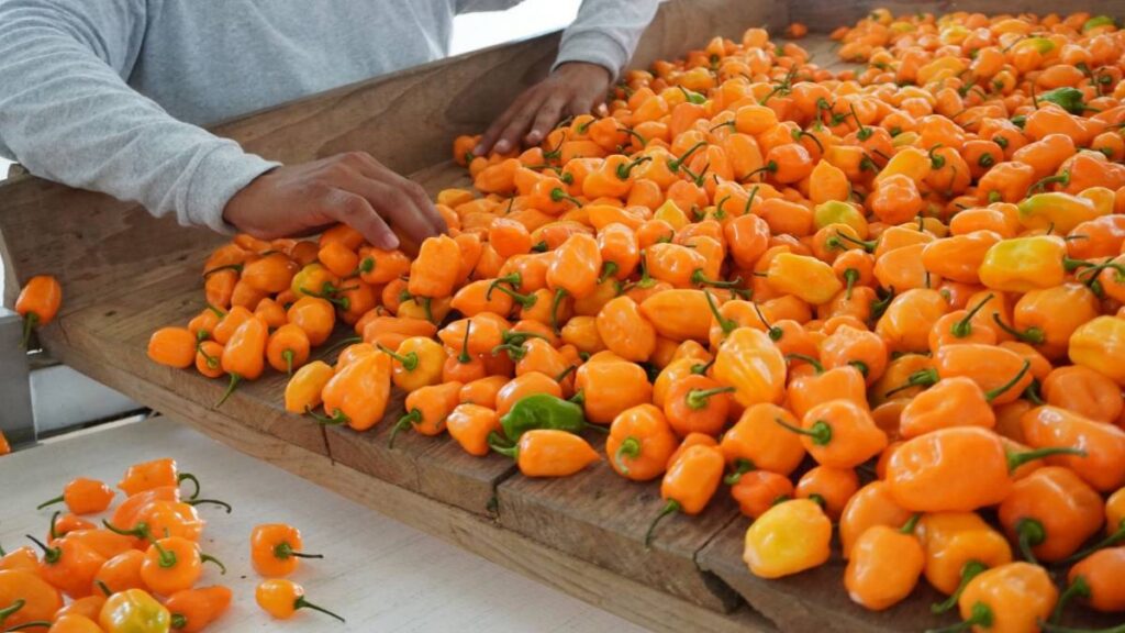 Chile Habanero