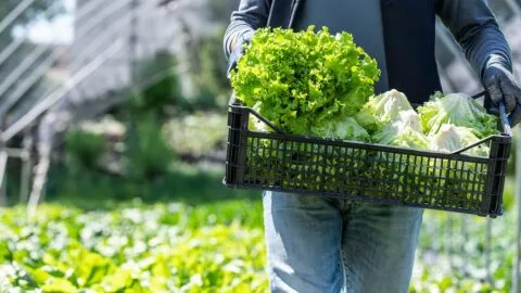 Cofepris descarta Cyclospora en lechuga de Guanajuato; no hay vínculo con brote de diarrea explosiva en EE. UU.