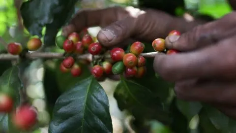 Colombia descarta daños a producción y exportaciones de café tras terremoto, pero alerta por El Niño