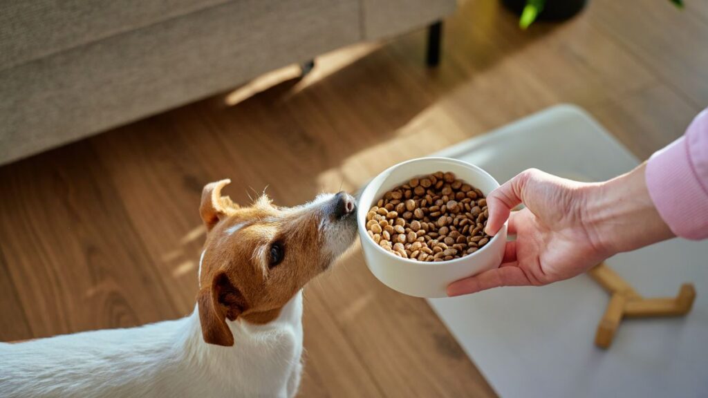 Comida para perros en riesgo de contagio de salmonela 2026.