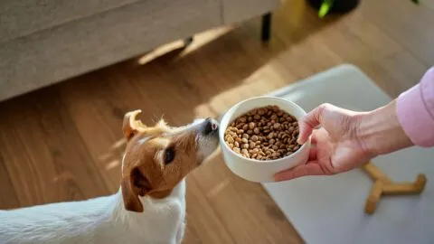 Alerta de la FDA: Retiro de comida cruda para perros por contaminación con salmonela