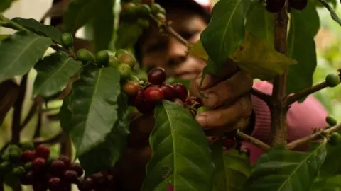 Producción para el Bienestar 2026: anuncian próximo pago para productores del campo