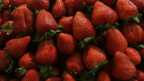 Fresas mexicanas, bajo presión en EE. UU.: productores enfrentan posible arancel antidumping