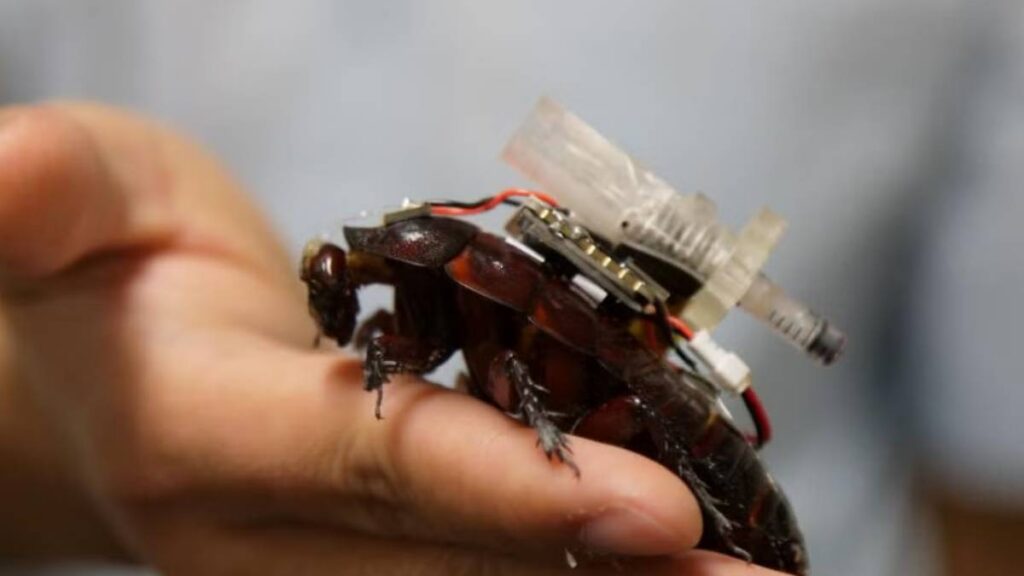 Cucaracha Cyborg