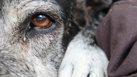 Cuidado con el “Adoptimo”: así estafan en redes sociales a quienes buscan adoptar mascotas