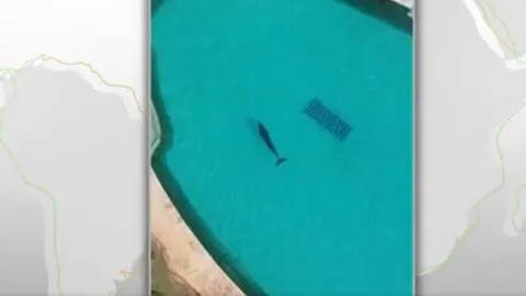 Urgen traslado de delfines de Dolphin Discovery en Cancún