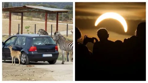 Eclipse solar: así reaccionaron los animales cuando el día se convirtió en noche