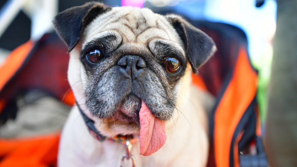 La ganadora del concurso del perro más feo del mundo