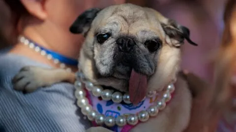 Jinny Lu, ella es la pug que ganó el título del perro más feo del mundo 2026