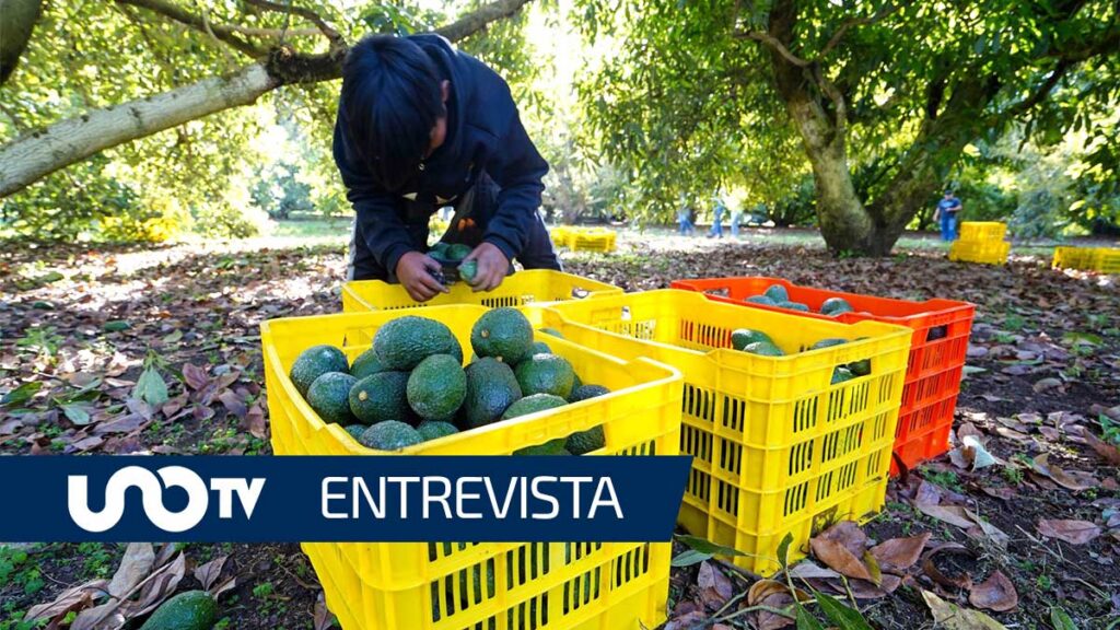 El cierre de exportaciones de aguacate a Estados Unidos deja pérdidas de hasta 15 millones de dólares diarios para Michoacán.