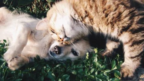 Denuncian envenenamiento de perros y gatos en Juchitán, Oaxaca