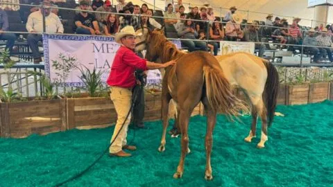 Feria Internacional del Caballo Aguascalientes: habrá espectáculos y entrada gratuita