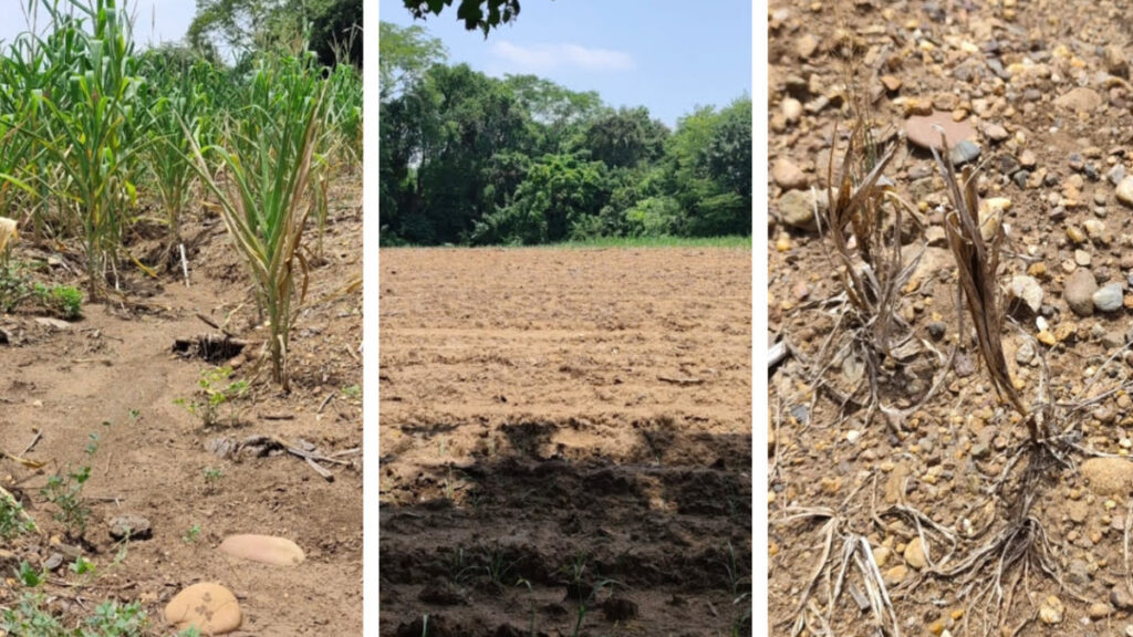 Campesinos de Chiapas reportan hasta 60 días sin lluvias y daños en sus cultivos por la sequía.