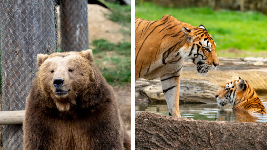 Expertos advierten que las imágenes falsas de animales pueden provocar acercamientos peligrosos a especies salvajes.