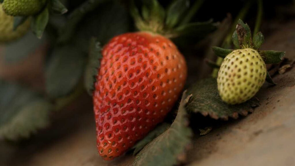 Determinación sobre fresas mexicanas genera preocupación por posible impacto en comercio agroalimentario: CNA