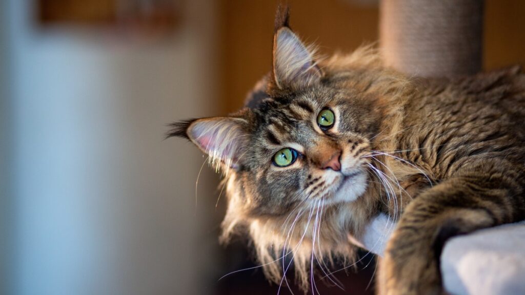 Un gatito rompe récord mundial Guinness por nacer con 29 dedos