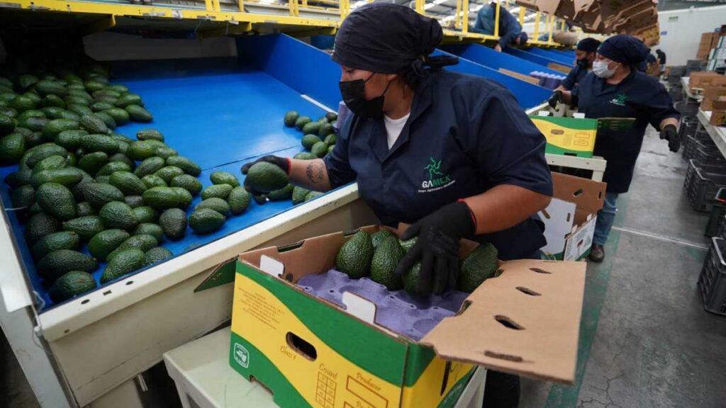 Gobierno de Michoacán busca reactivar exportación de aguacate