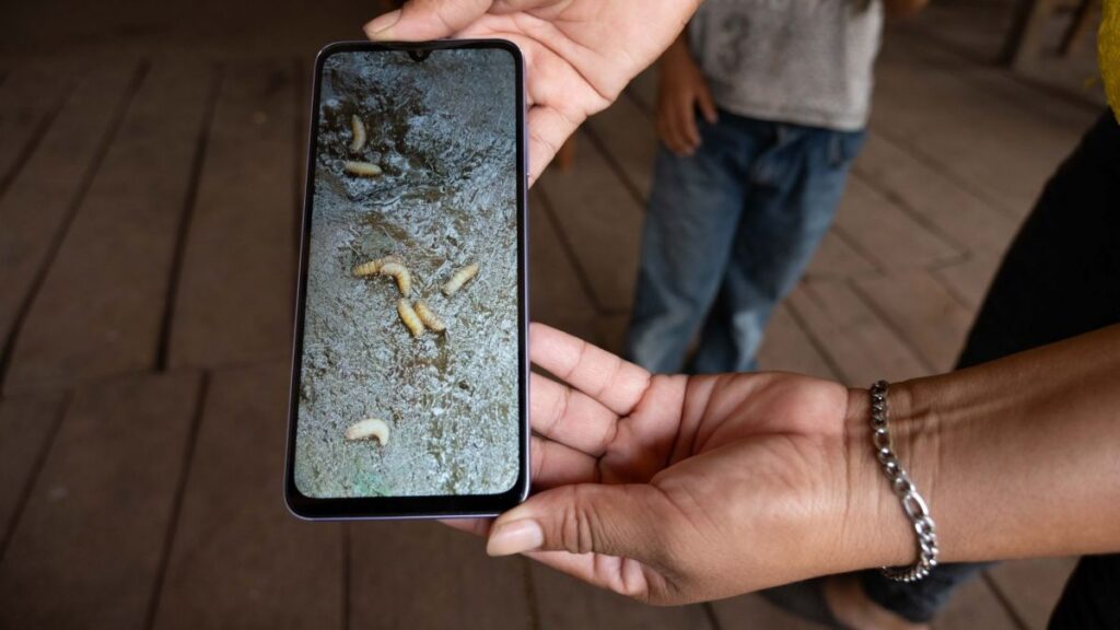 Gusano barrenador alcanza 30 estados en México; ¿qué estados no registran casos?