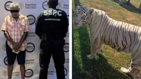 Tigres, jaguares y más: hallan 130 animales exóticos durante cinco cateos contra el robo de combustible en Tamaulipas