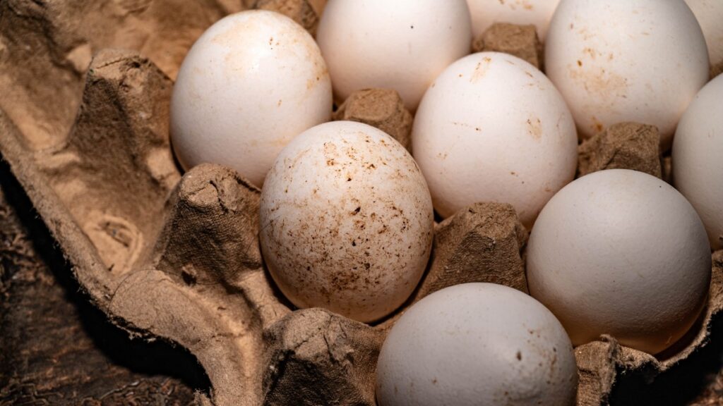 Alerta por huevos contaminado con salmonella en EE.UU sigue activa: ¿cómo cocinarlos para evitar enfermar?