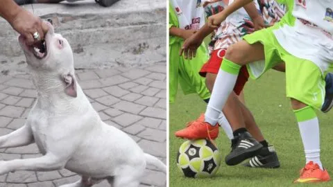 VIDEO: perro escapa y ataca a menor que jugaba a la pelota con sus amigos
