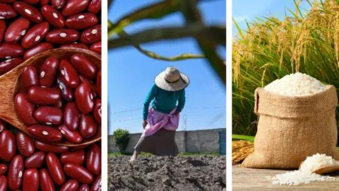 México pierde capacidad para producir granos básicos: GCMA