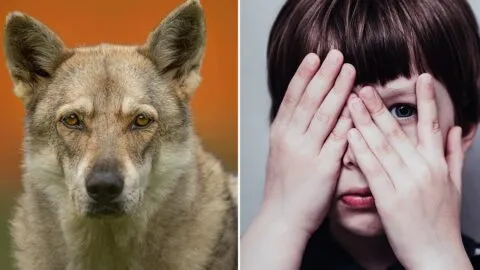 Muere Marcos Rodríguez Pantoja a los 80 años, el “niño lobo” que vivió 12 años aislado