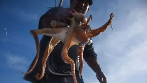 VIDEO: pulpo se aferra al rostro de un pescador y desata peculiar “lucha” en altamar