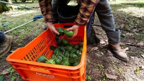Exportación de aguacate sigue detenida; crece incertidumbre entre productores en Michoacán
