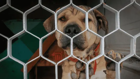 Falsos refugios de animales: SSPC explica cómo evitar fraudes de donaciones y adopciones