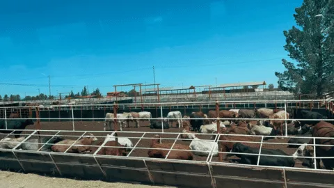 Desde Sonora, cruzan a EE. UU. las primeras 719 reces tras reanudación de exportación