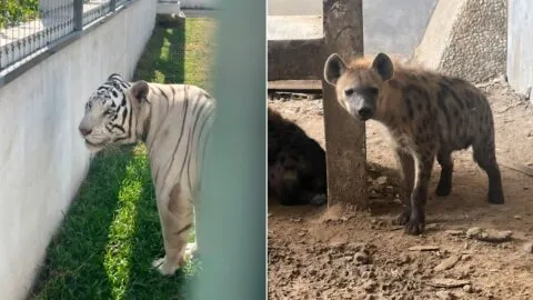 Profepa reporta estado de salud favorable de más de 130 animales hallados tras cateo