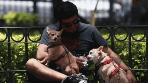 UNAM revela cuáles son las tres razas mexicanas de perros