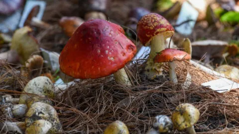 Salud advierte riesgos por el consumo de hongos silvestres en México