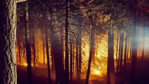 Nueva regla contra incendios en California: qué debes retirar de tu propiedad