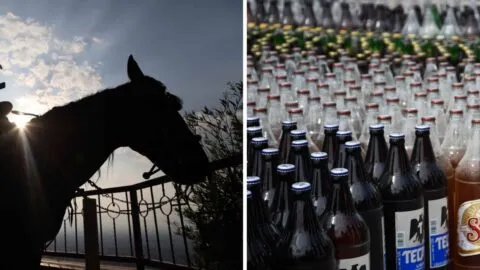Investigan presunto maltrato animal en Puebla; captan a hombre dando cerveza a un caballo en Huixcolotla