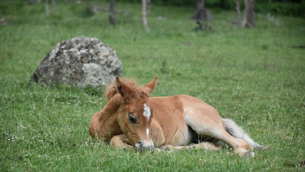 Joven arrastra potrillo.