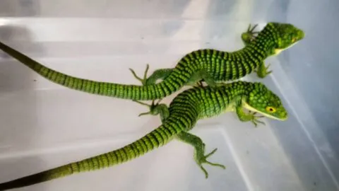 Mexicano fue detenido en Tokio por traficar 200 “dragoncitos” en calcetines