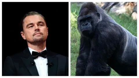 Leonardo DiCaprio y Jeff Bezos destinan 200 millones de dólares para salvar 100 especies en peligro