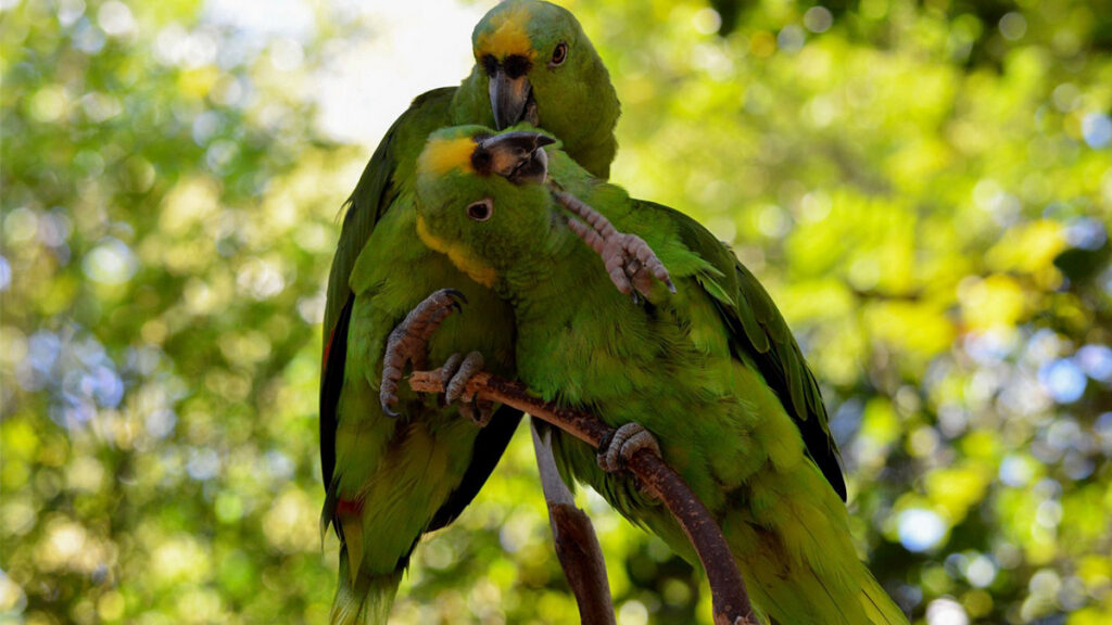 loro Cuartoscuro