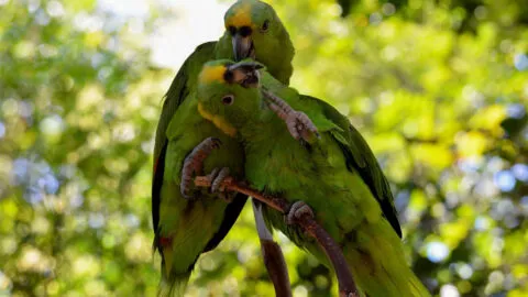 Tráfico ilegal de loros pone bajo alerta a Yucatán