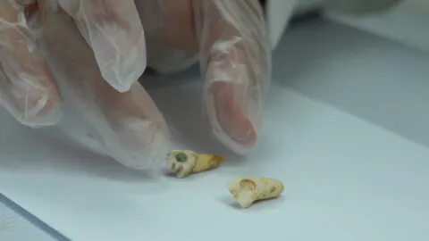 Mayas incrustaban jade en sus dientes y usaban plantas para cuidarlos