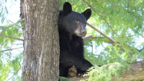 Captan a oso negro dentro de una cabaña en Arteaga; buscó comida en el refrigerador